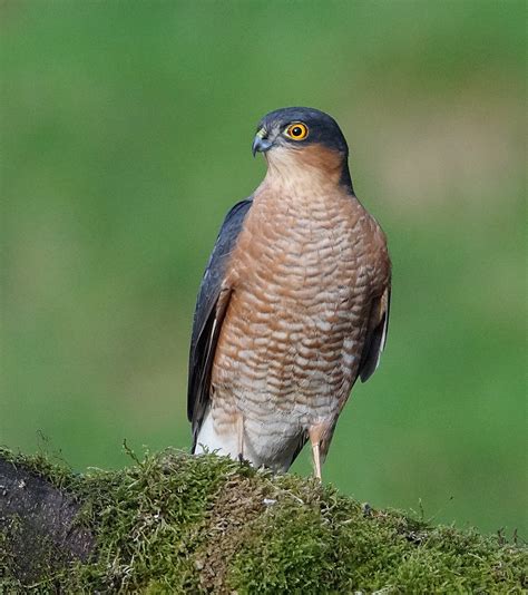 european sparrowhawk